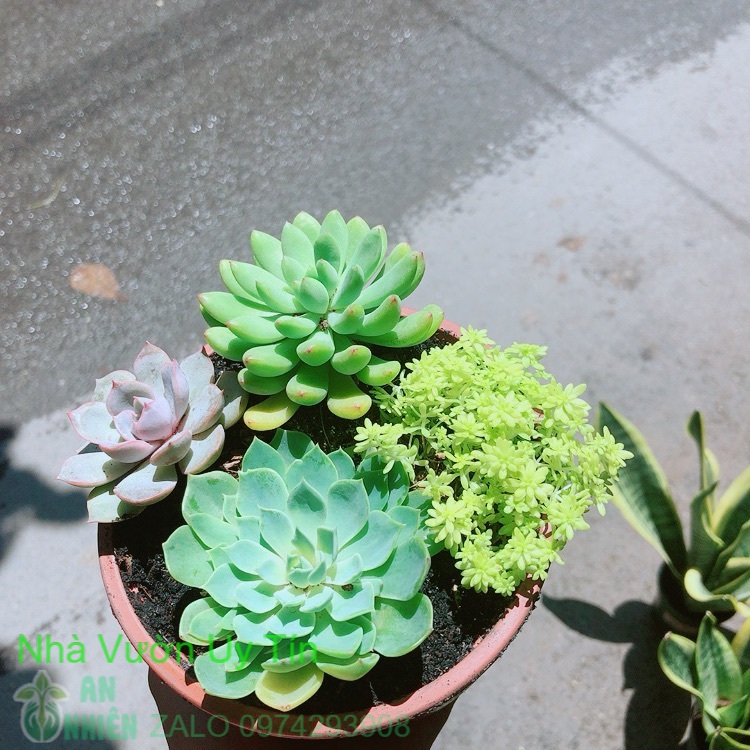 Chậu sen đá mix 4 mẫu