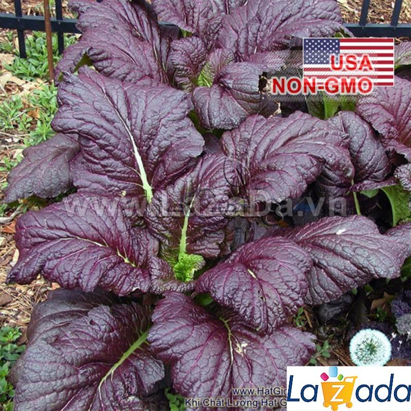 1000h Hạt Giống Cải Cay Khổng Lồ Đỏ Red Giant (B1.204| B9*X45*M023)