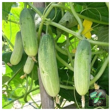[Seeds] Hạt giống dưa leo lai f1 RD9339, đóng gói 1gr (khoảng 40 hạt)