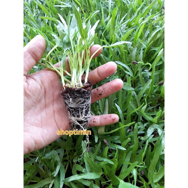 Combo 10 Bụi cây giống rau muống hạt ươm vỉ ( chỉ giao hỏa tốc tp Hcm)