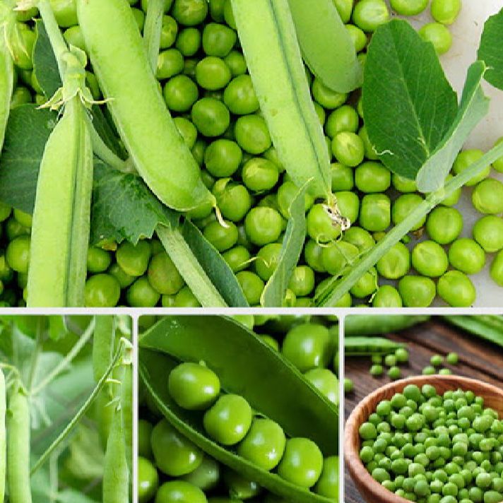 Hạt giống đậu hà lan xanh leo dàn/gói 50gram