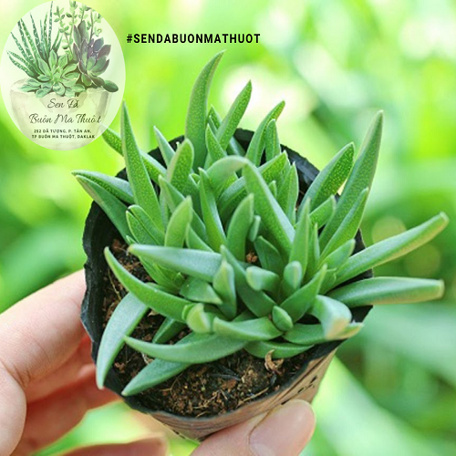 Sen đá cỏ ngọc ❤️[siêu đẹp]❤️ - Sen đá Buôn Ma Thuột - BMT Garden[SIÊU BỀN]