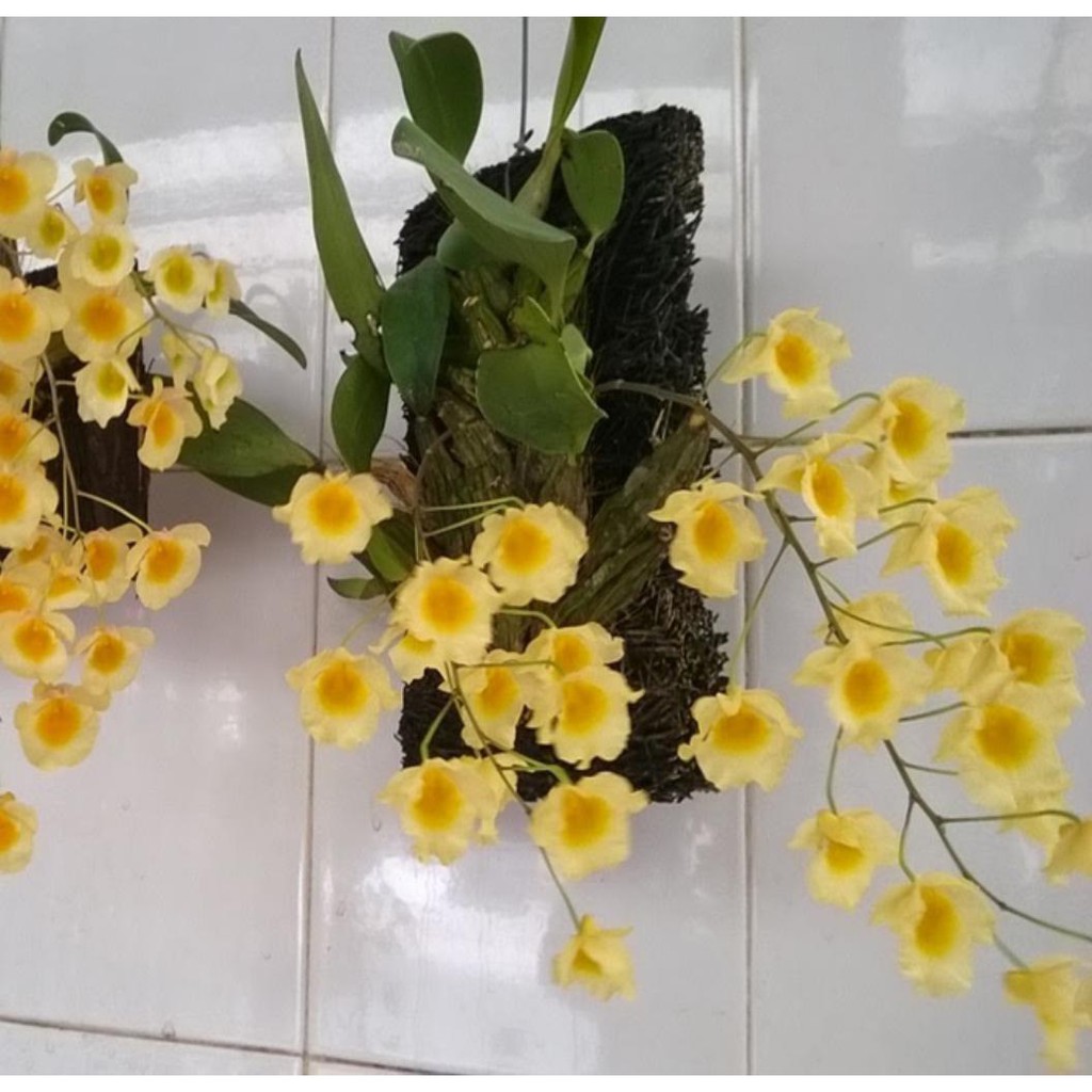 Hoa Lan Vẩy Rồng Khóm Nhỏ