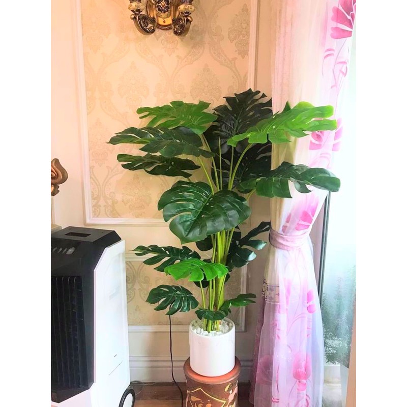 Cây Lá Xẻ , Cây Lá Rùa 130Cm 3 Nhánh