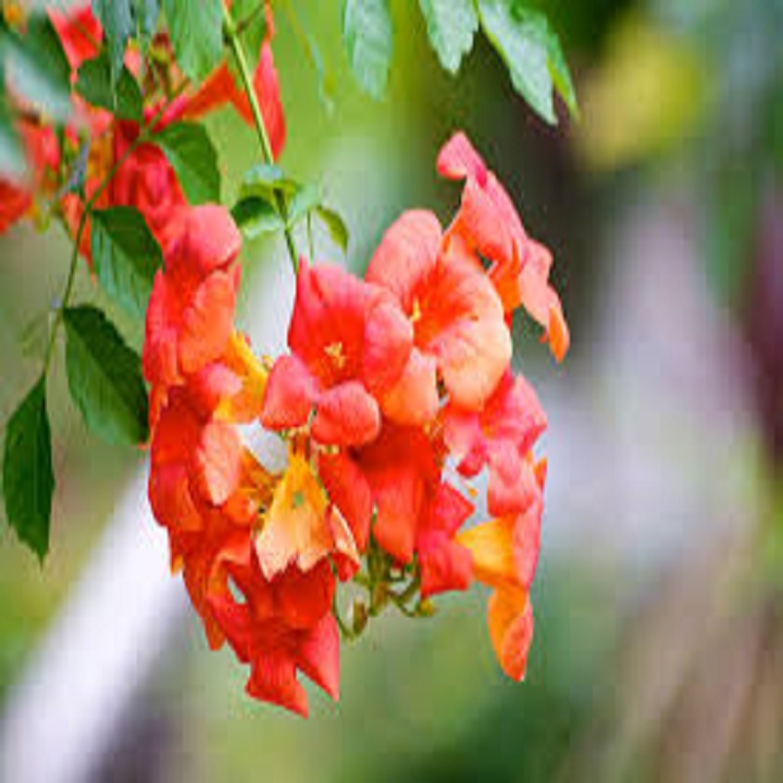Cây hoa lan tiêu - hoa leo chống nắng tuyệt đẹp - chuẩn giống f1
