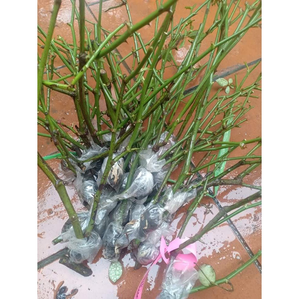 Cành Chiết Hoa Hồng Cổ Huế (Giống Hoa Hồng)