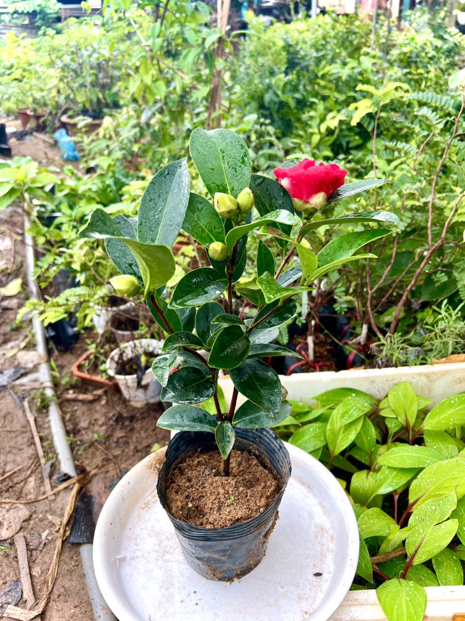 Cây trà tứ quý kép size trung cao 40 cm  (ảnh thật số 2)