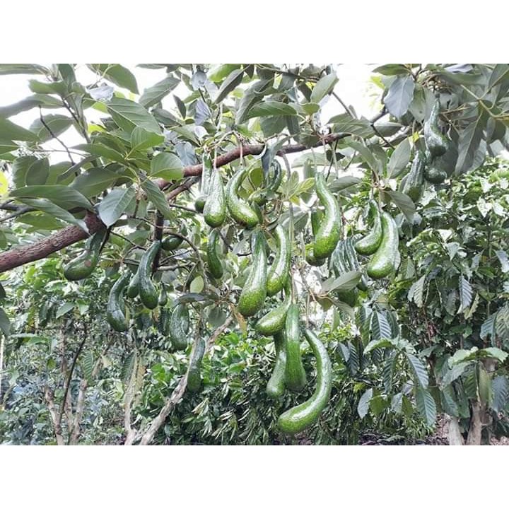 Cây giống Bơ 034 Siêu Trái