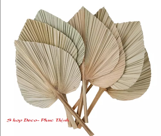 Lá Cọ Khô trang trí