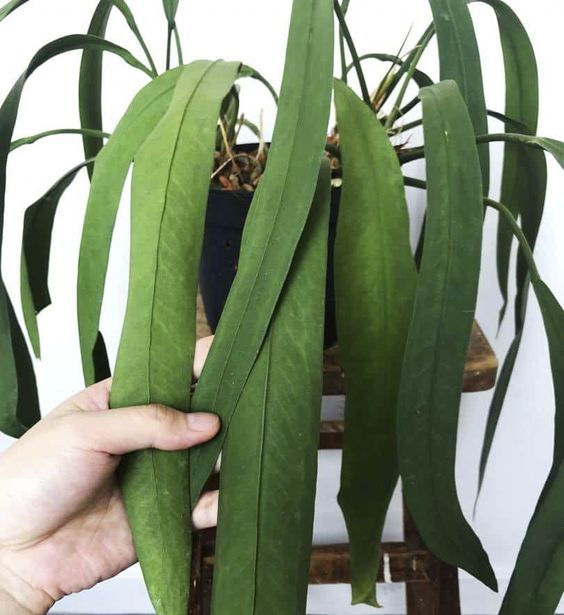 Cây Anthurium Vittarifolium - Cây khỏe, dễ chăm