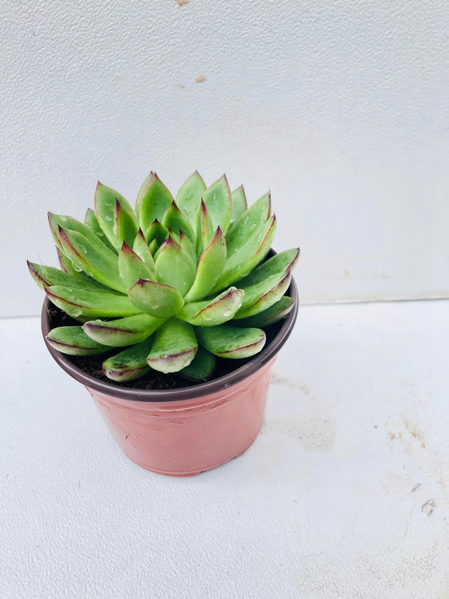 Sen đá viền hồng