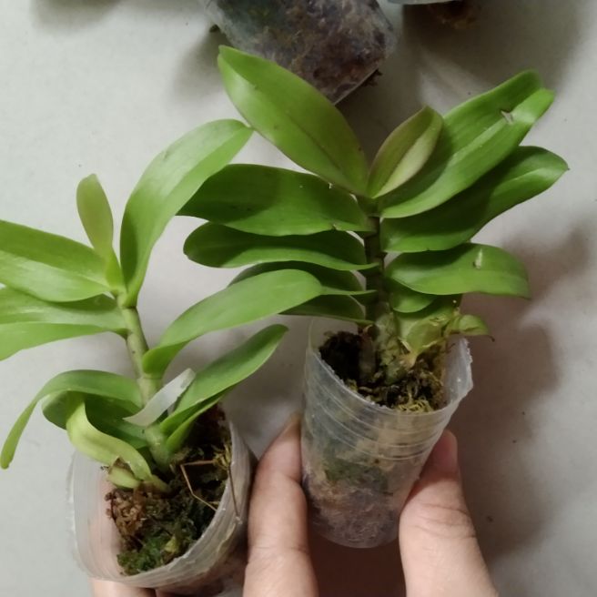 Trầm nù giống