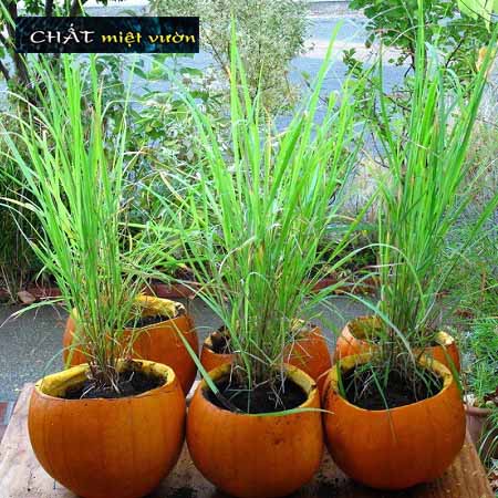 Cây Sả giống