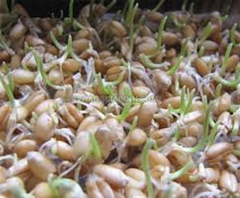 Hạt giống cỏ lúa mì ,cỏ lúa mạch(cỏ dinh dưỡng cho thú cưng)gói 100 gram