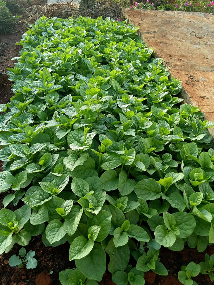 [HCM]Hạt giống Mồng tơi xanh lá to