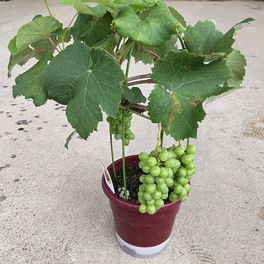 Hạt giống nho lùn pháp( nho lùn Bonsai)( gói 10 hạt) -