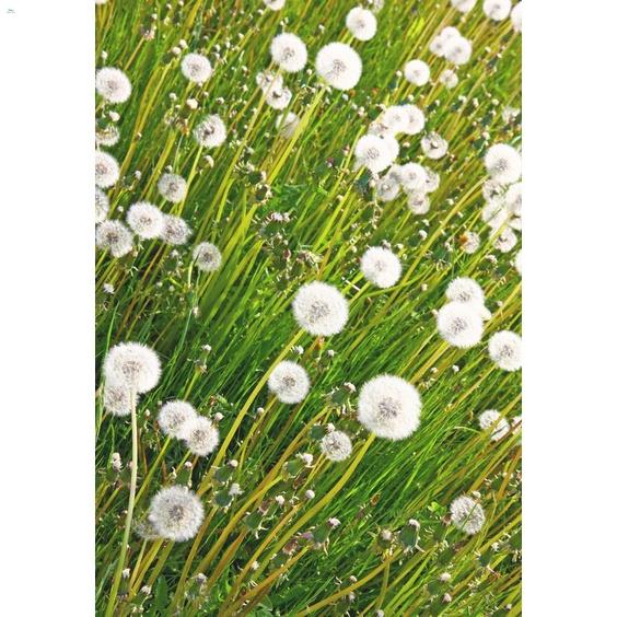 Keo Liền Sẹo cây Mỹ Morrison 100gram