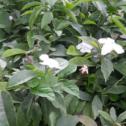 Combo 3 cây giống hoa nhài nhật 2 màu - Tặng cây sâm đất