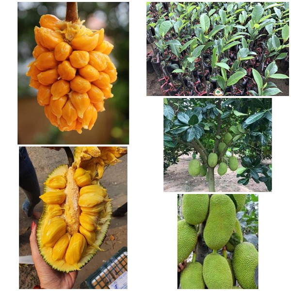 Cây Giống mít tố nữ