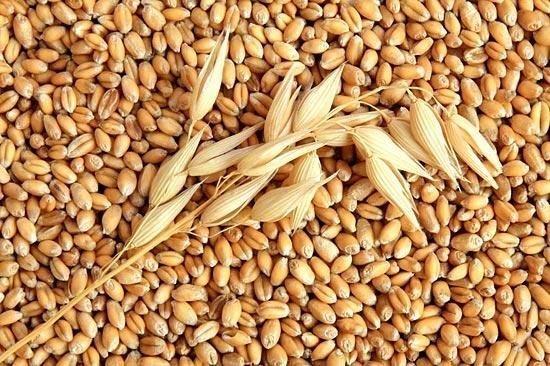 [HCM]Gói 100g hạt giống mầm lúa mạch - đại mạch
