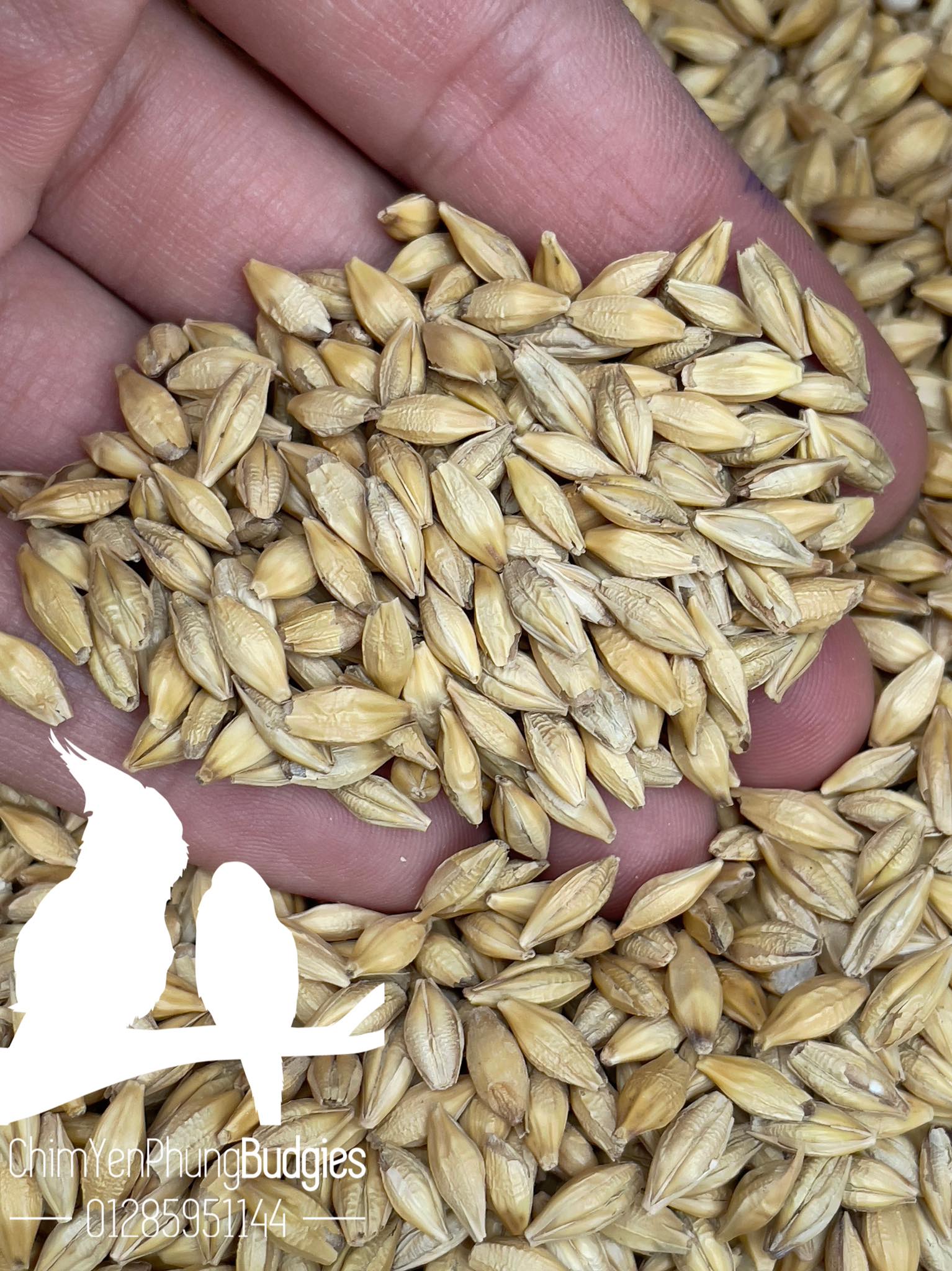 1kg hạt đại mạch (Barley Seed/Raw Barley) đa công dụng.
