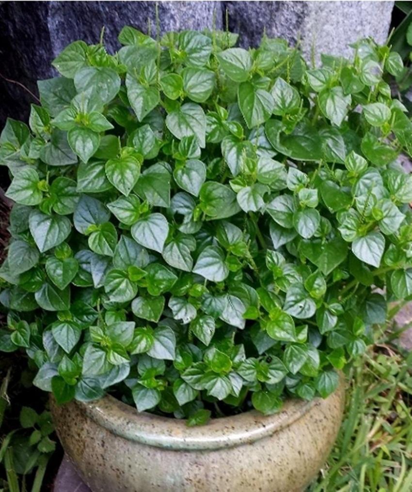 50 Hạt giống Rau Càng Cua