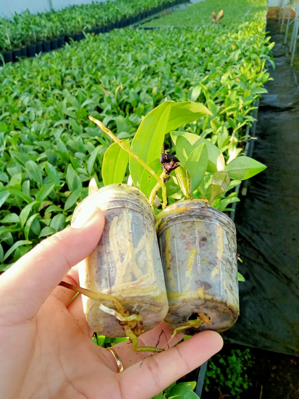 Hoa lan Kiều mỡ gà hoa thơm, cây giống nhỏ (hoa lan thủy tiên vàng)