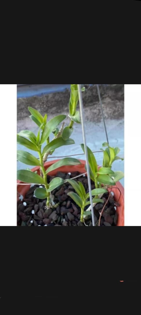 Cây giống hoa lan ĐăkLei (hàng rừng  nhân ki 15-25cm)