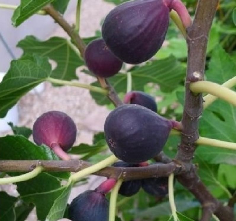 "Gói 10 Hạt " Hạt giống Sung ngọt Mỹ ( sung ngọt )
