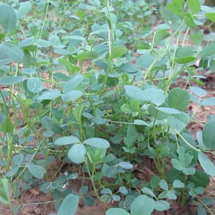 Hạt giống cỏ linh lăng ALFALFA gói 100gr