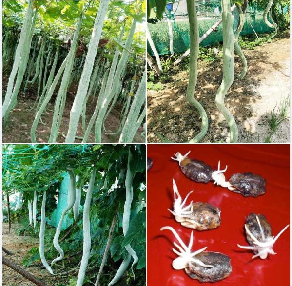 Hạt Giống Mướp Rắn siêu Dài -gói 5 hạt