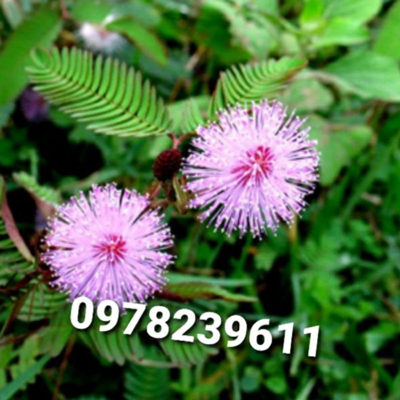 1kg cây xấu hổ đỏ tươi