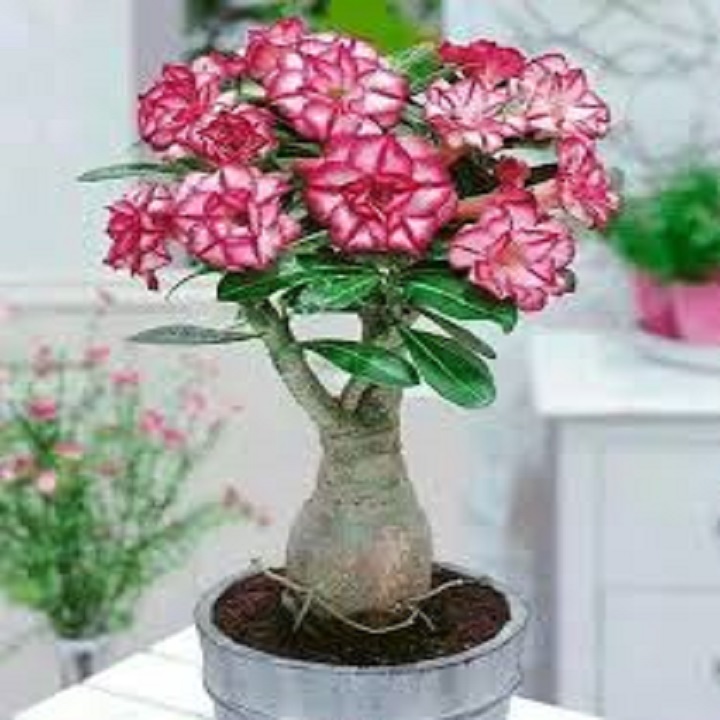 Cây giống hoa sứ thái cánh kép "tấn hỷ "
