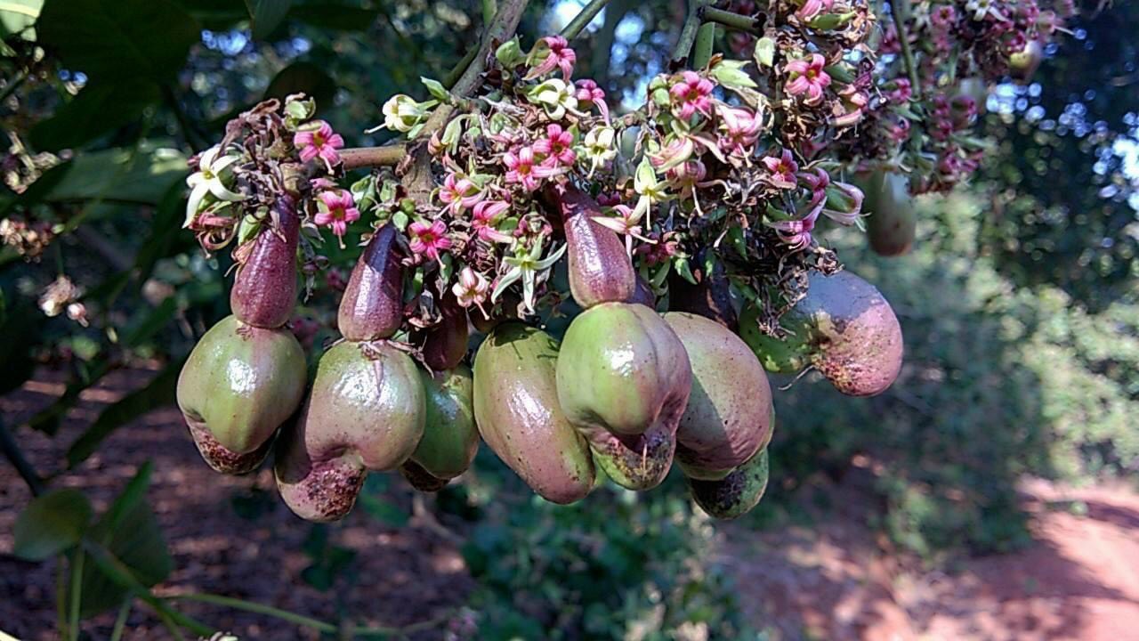 500G Hạt Điều Rang Muối Bình Phước Vỡ Loại A( còn vỏ lụa)