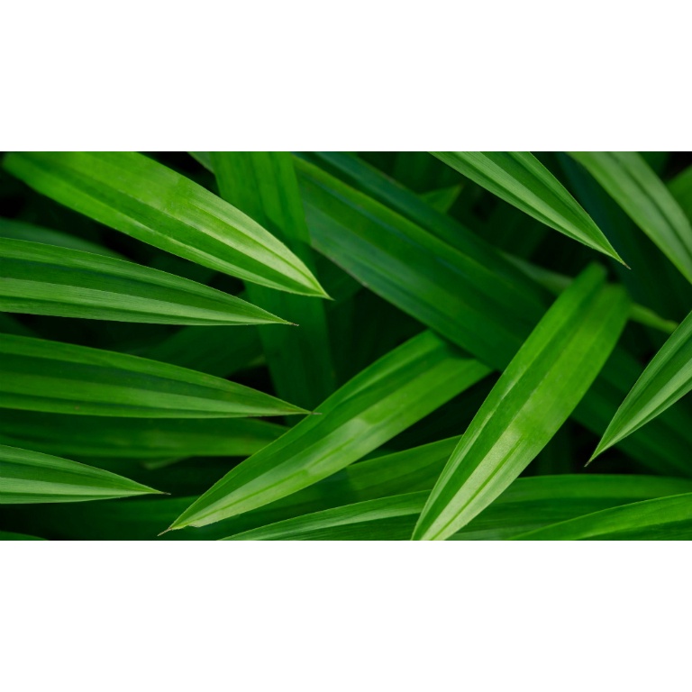 [10ml /50ml] Hương lá dứa thực phẩm màu Trắng