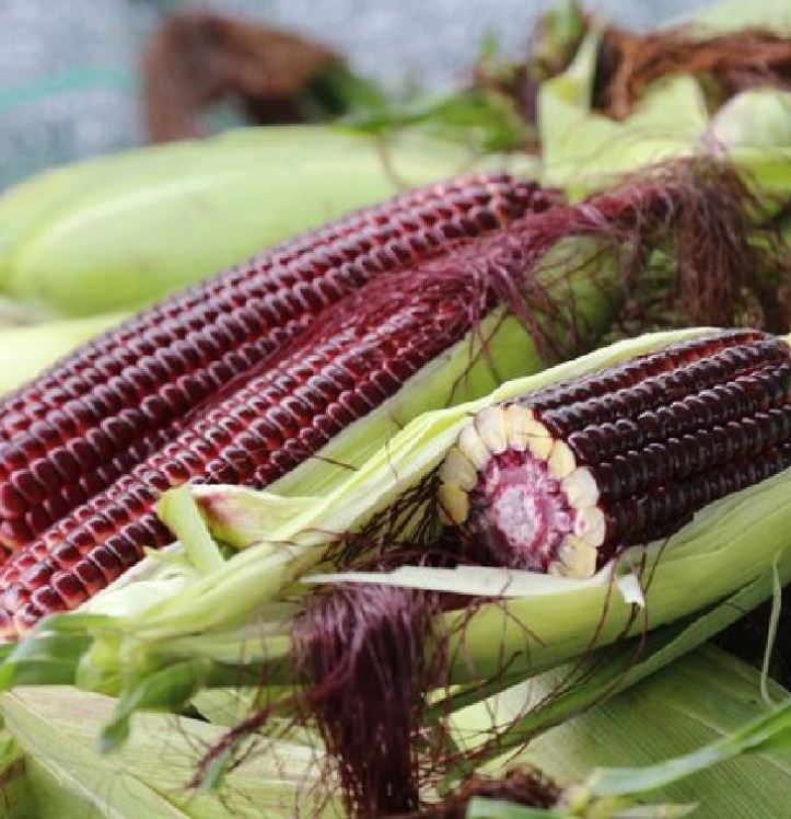 Hạt giống ngô Nữ Hoàng đỏ - gói 5gr