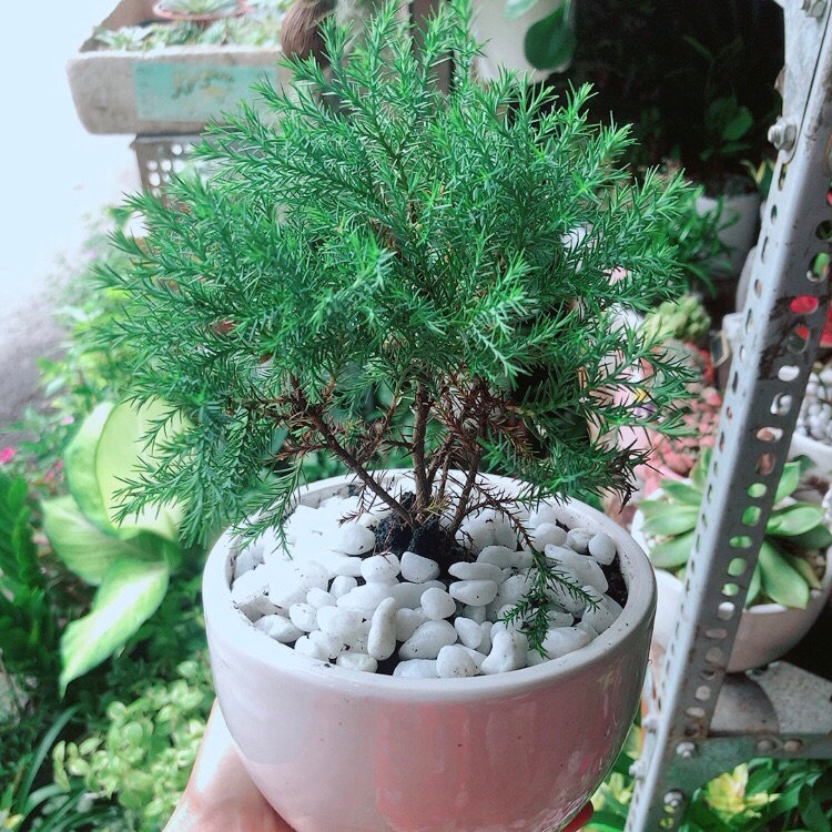 Chậu cây tùng bồng lai