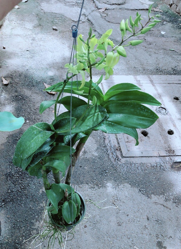 Lan Dendro Xanh