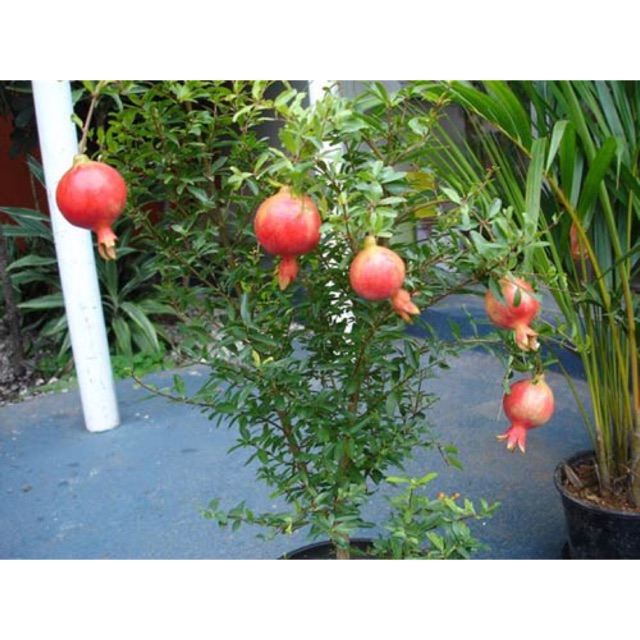 Cây lựu ấn độ siêu trái