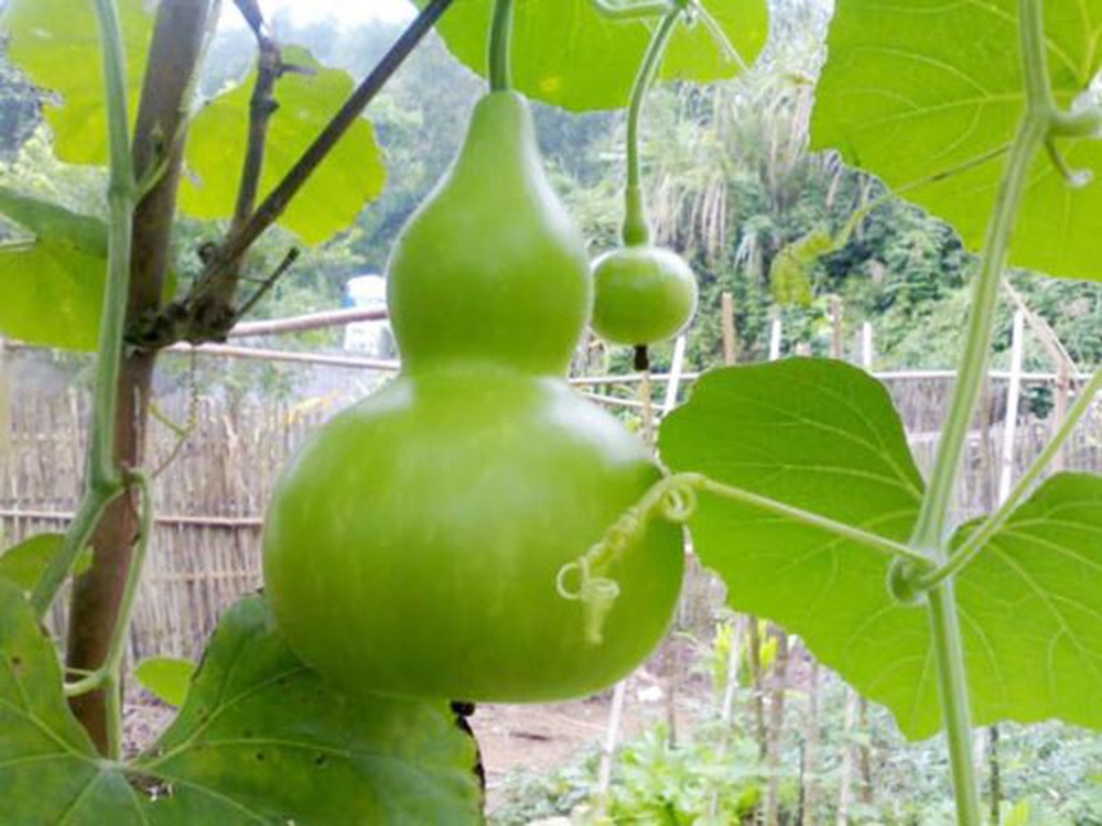 Hạt giống bầu hồ lô cao sản
