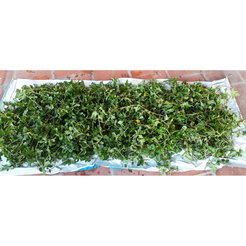 Sài đất khô lá tắm cho bé 1kg