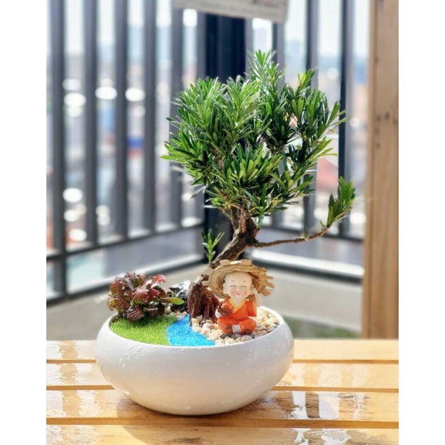 ♤♤ Cây giống tùng la hán - vạn niên