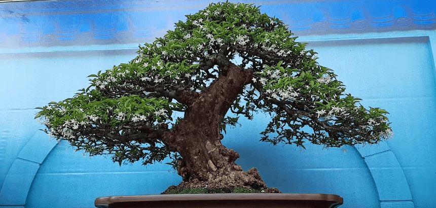 CÂY MAI CHIẾU THUỶ DÁNG BON SAI GỬI ĐI HÌNH CUỐI