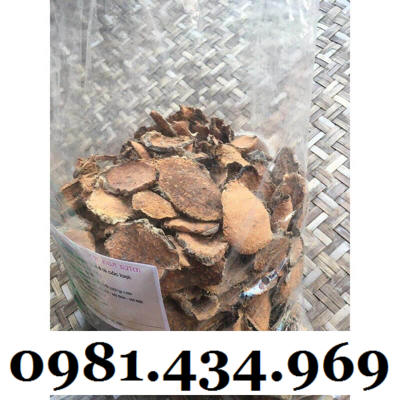 Cây xạ đen giống chính hiệu Hoà Bình