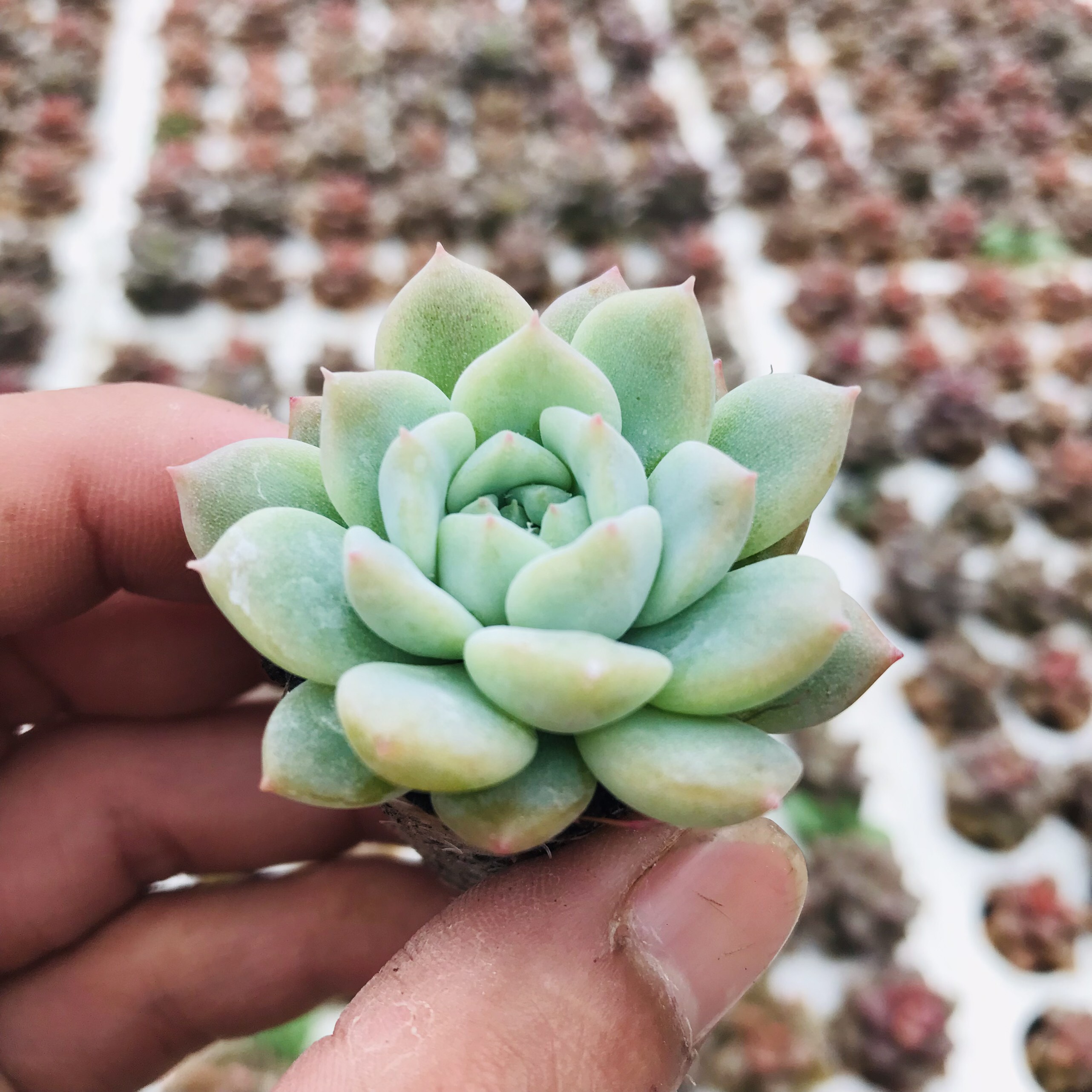 SEN ĐÁ DÙ HỒNG SIZE MINI SIÊU KHỎE ĐẸP LỖI 1 ĐỔI 1