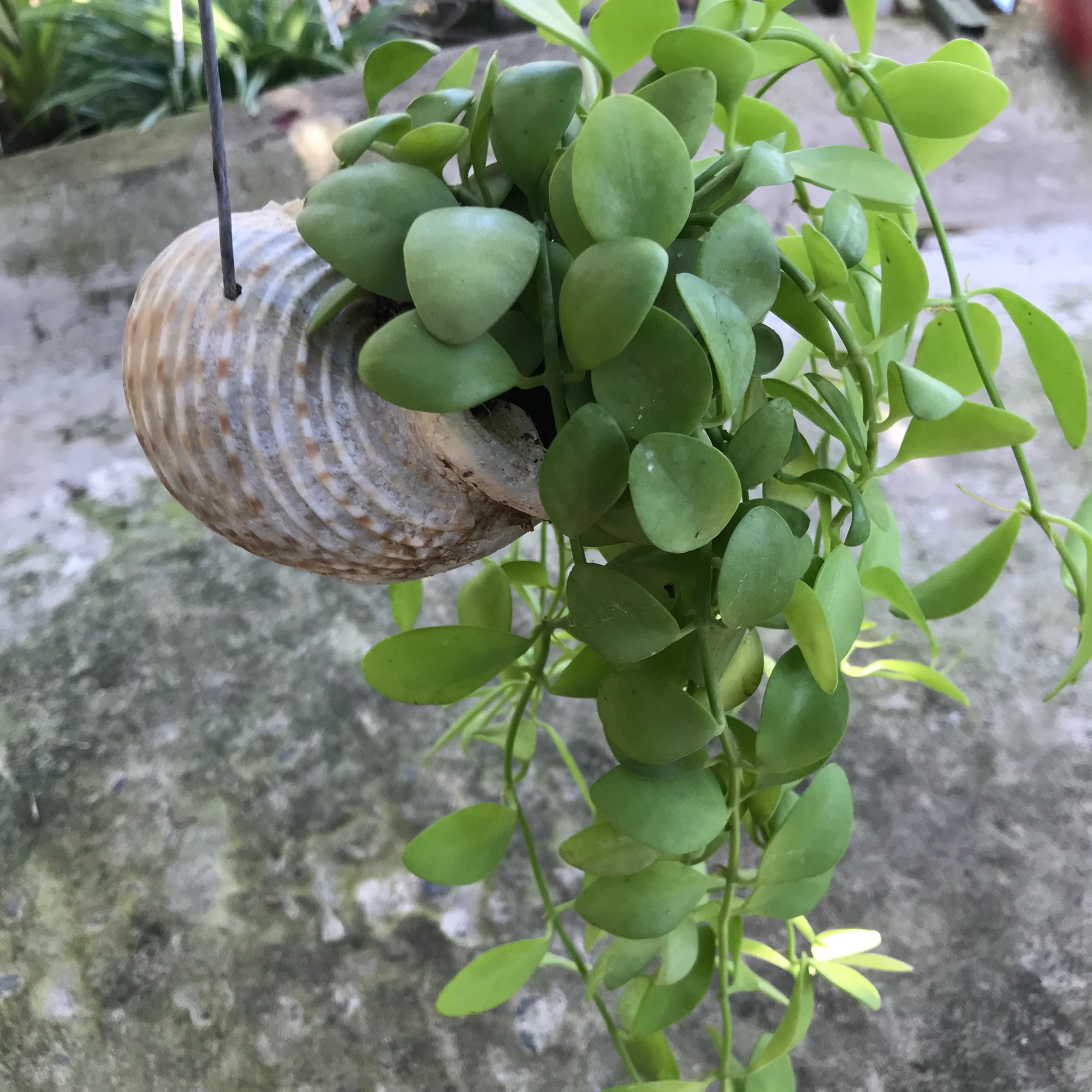 Cây hạt dưa chậu ốc treo + tặng phân bón cho cây