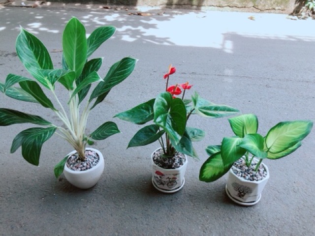 [HCM]Chậu Cây Hồng Môn