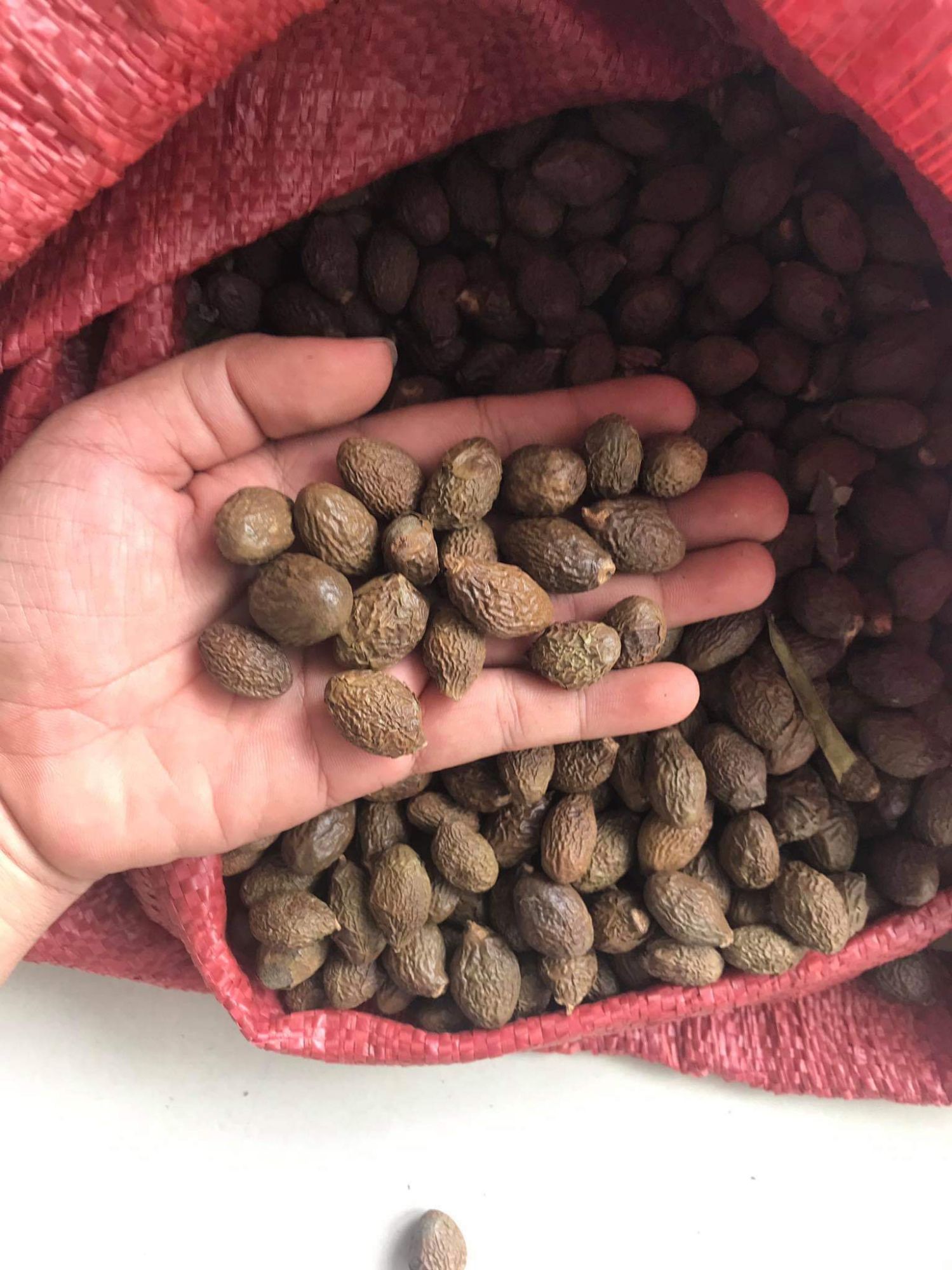 Hạt đười ươi rừng 500g