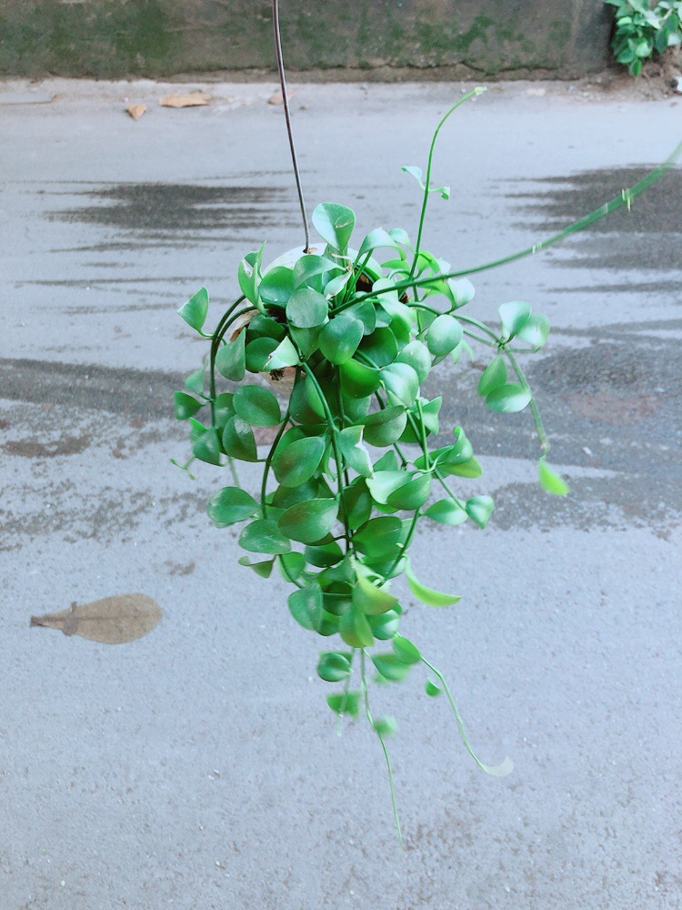 Dây Leo Vỏ Ốc