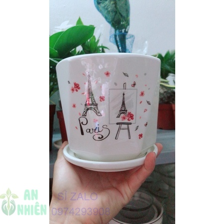 Chậu Trồng Cây